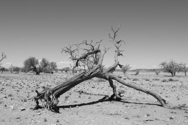 istock Kriess Rus in Namib-Naukluft Park 898376884