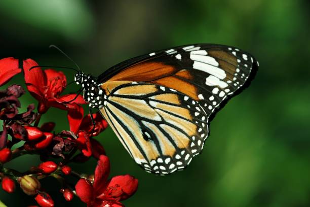 istock Close up butterfly on red flowers (blur green background) 898378268