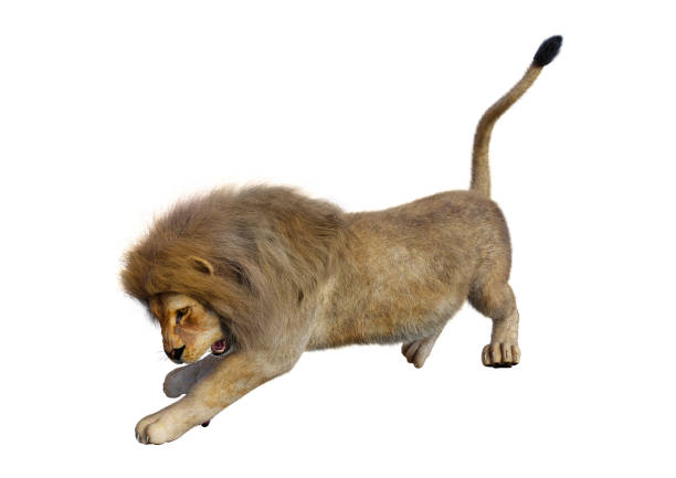 3D rendering of a male lion isolated on white background