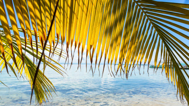 istock Paradise tropical in Belize Central America 898379454