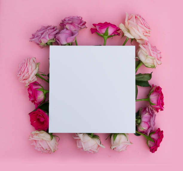 istock Violet and pink blooming roses 898382580