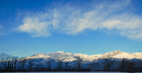 Winter snow covered landscape of bare trees in symmetrical row with Italian Alps in the background in the country of Biella