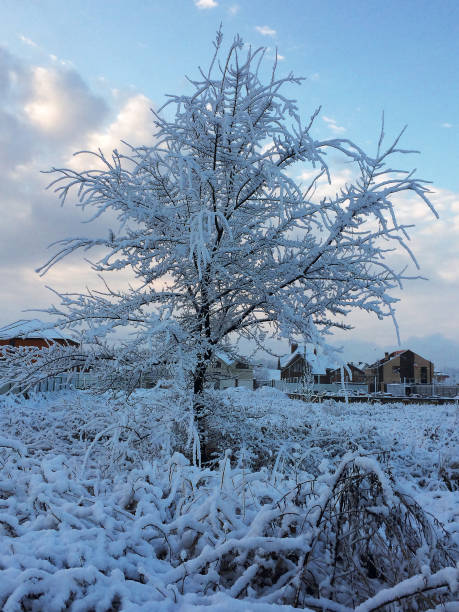 istock Trees covered with snow flakes after snowfall, early morning, soft light 898391366
