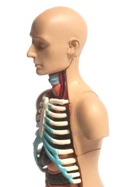 istock Human Body Anatomy Model 898393862