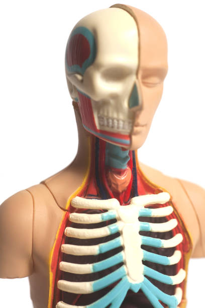 istock Human Body Anatomy Model 898395188