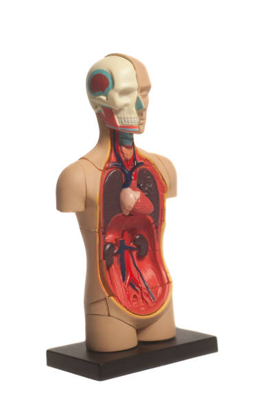istock Human Body Anatomy Model 898395340