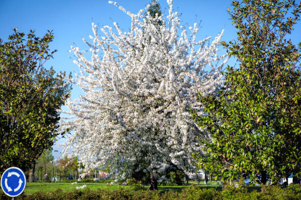 Blooming apple tree in the city