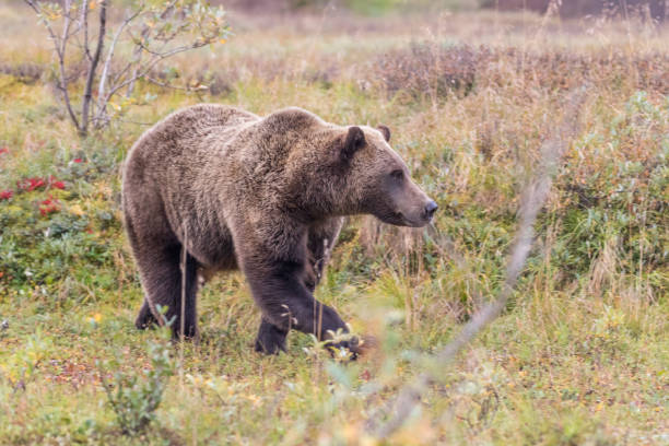 istock Grizzly Bear in Alaska 898398290