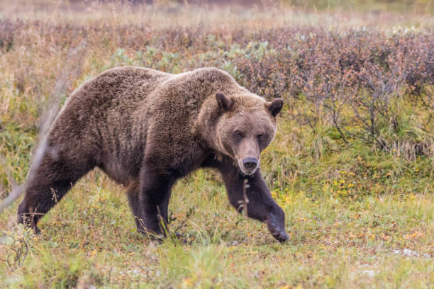 istock Grizzly Bear in Alaska 898398400