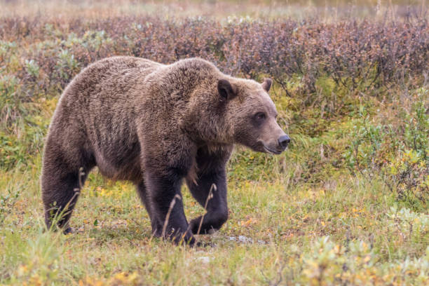 istock Grizzly Bear in Alaska 898398688