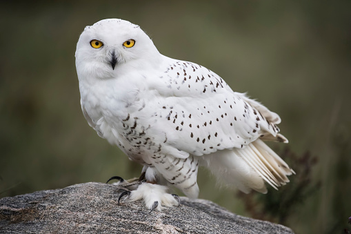 Snowy Owl patiently gazing at the camera