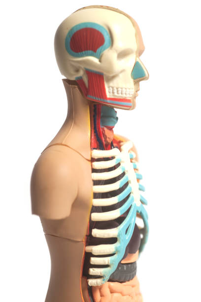 istock Human Body Anatomy Model 898402798