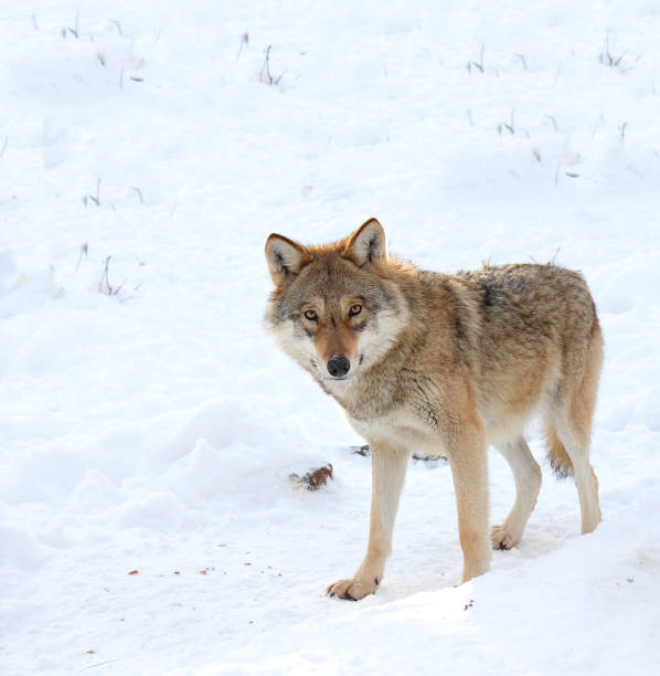 istock The gray wolf costs on snow 898403122