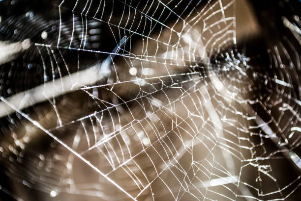 istock Macro close up of a spider web 898404042
