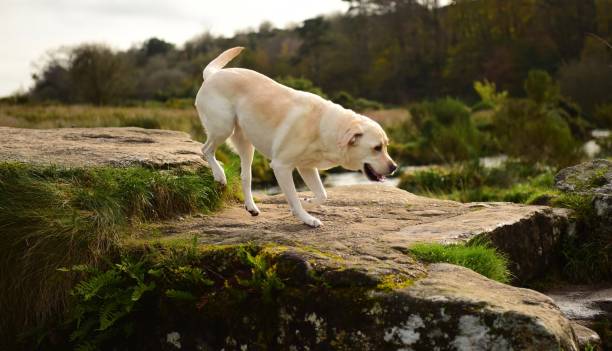 istock Dog in Dartmoor 898404756