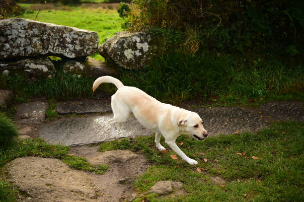 istock Dog in Dartmoor 898405202
