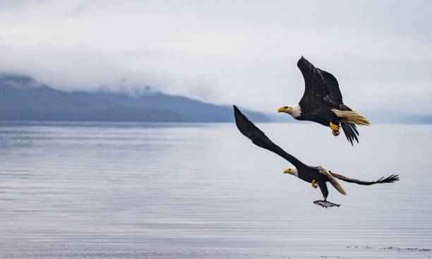 dos águilas compiten por arenque - eagles fotografías e imágenes de stock