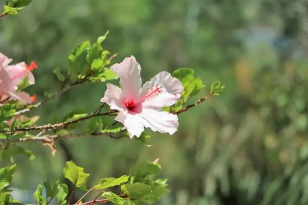 Photo of Tropical Chinese hibiscus blooming in Australia