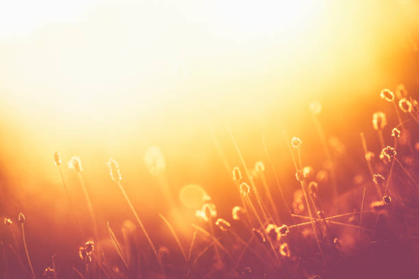 Wildflowers in meadow during sunrise