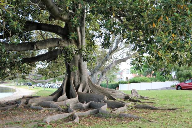 Big roots of Ficus macrophylla at Swan River in Perth, Western Australia stock photo