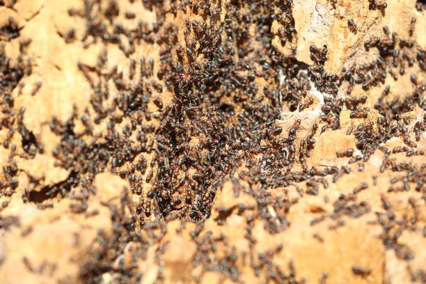 istock Ant colony on an old tree close up 898409856