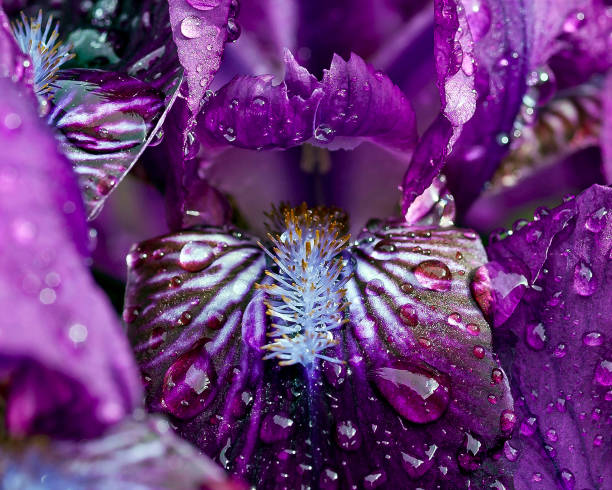 istock A Close-up of a Purple Iris with Water Droplets 898409938