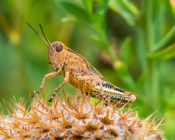 This is a close-up image of a grasshopper on a wildflower seedhead.