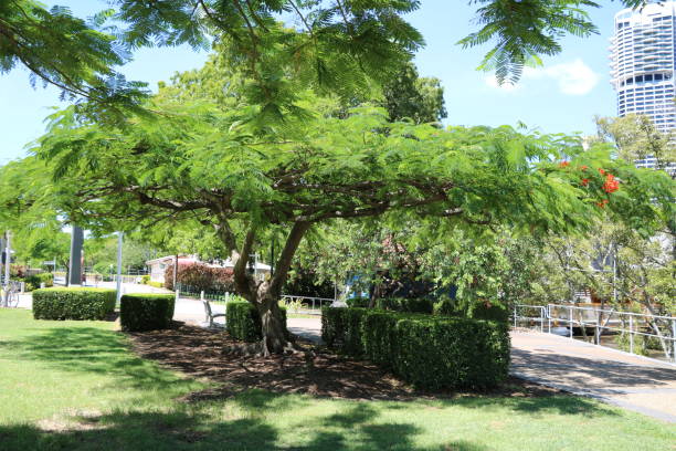 Flame tree or Delonix regia in Brisbane, Queensland Australia