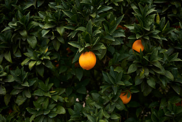 Citrus sinensis