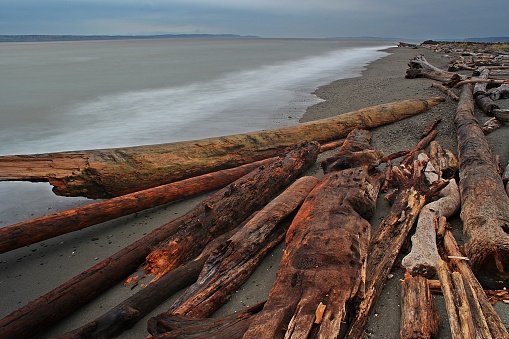 Driftwood on a wind whipped beach in Edmonds, Washington State.