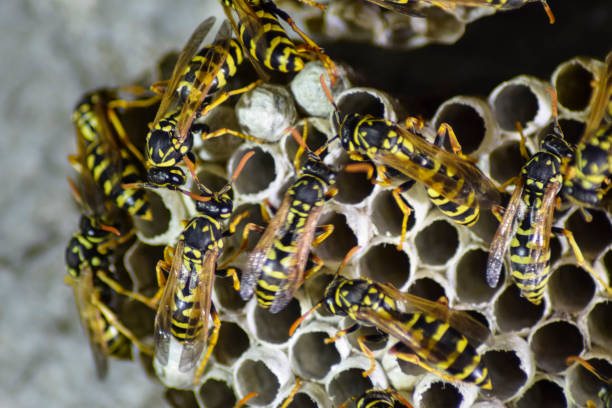 istock Wasp nest with wasps sitting on it. 898425056