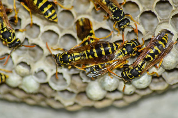 istock Wasp nest with wasps sitting on it. 898425058