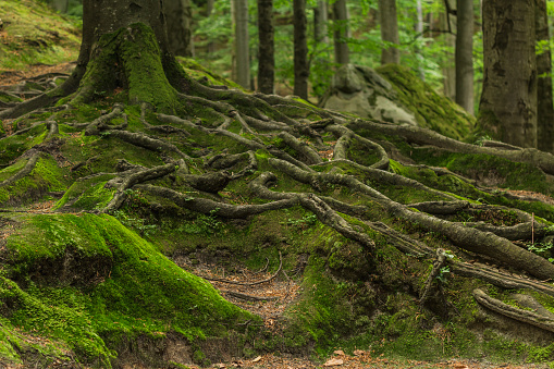 Photographed on a sunny day in the spring in the Ukrainian Carpathians. Beautiful intertwining roots of trees covered with moss and greens in the forest between the rocks