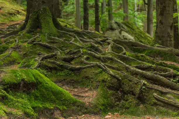 Photo of Roots covered with moss in the forest