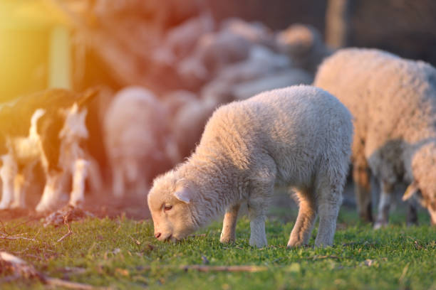 istock Flock of sheep at sunset 898427900