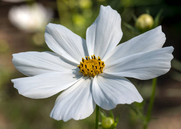 istock Close-up Image of a White Cosmos Flower 898432480