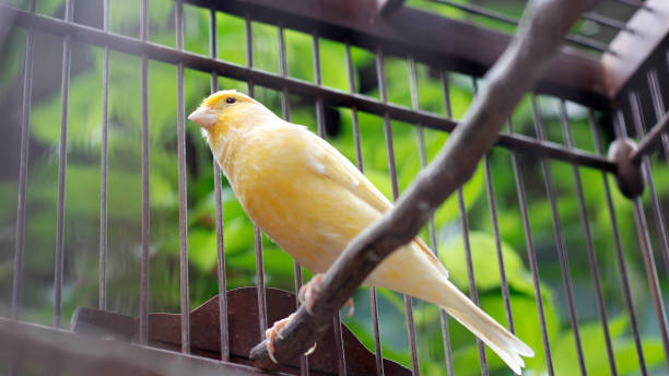 istock Beautiful yellow canary sitting on the cage 898432842