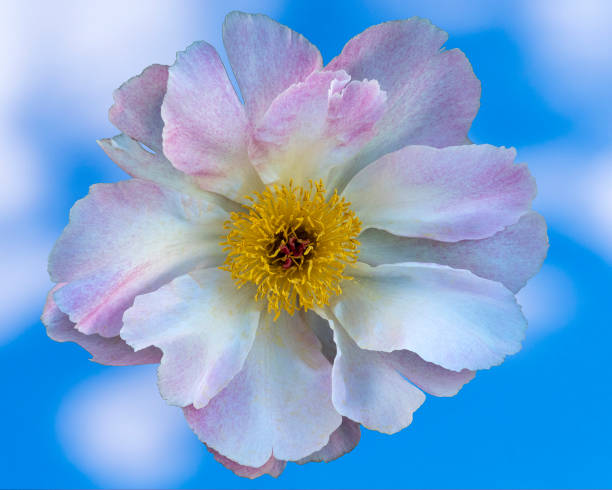 White Peony Flower with Blue Sky Background