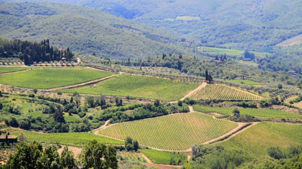 istock Italian - Tuscan Vineyards 898434638