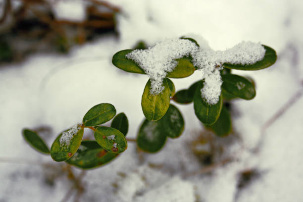 istock Bush bilberry in the winter forest 898440292