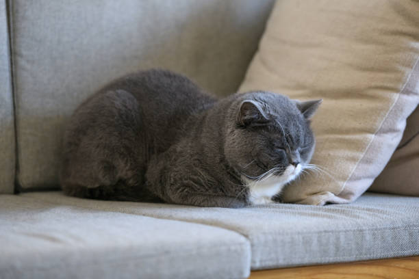 istock British short hair cat sleeps on sofa 898440586
