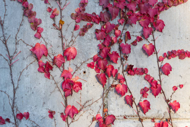 istock ivy fall foliage on a concrete wall 898442420