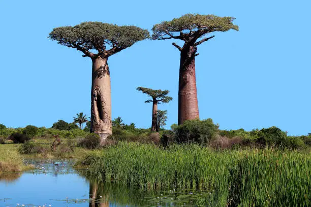 Photo of Baobab Trees, Thousands Years Old, South of the Sahara