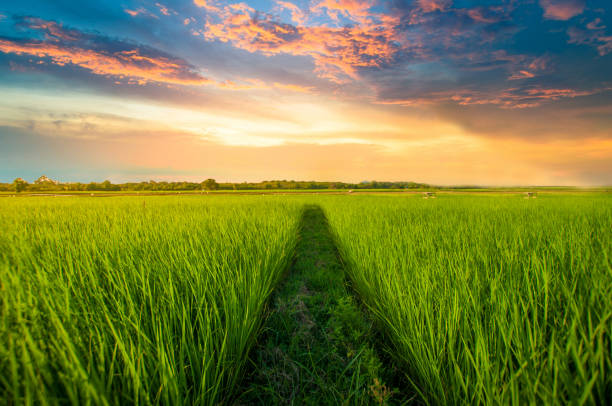 Panoramic view nature Landscape of a green field with rice at sunset