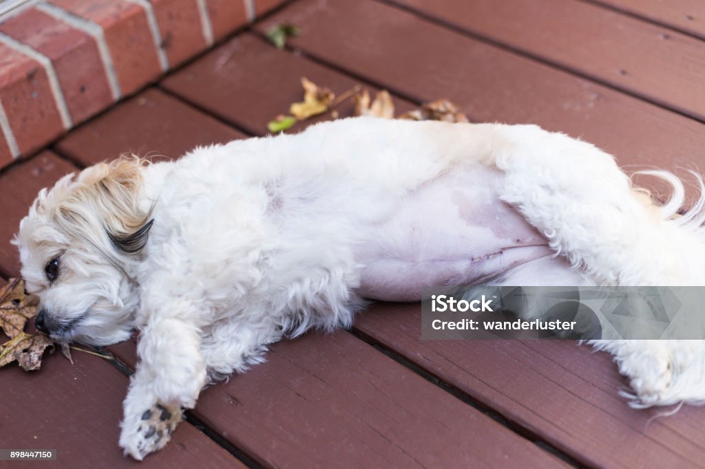 Photo libre de droit de Chien Avec Un Ventre Gonflé Après ...