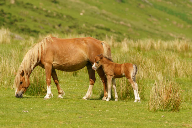 istock Foal with her mother 898448972