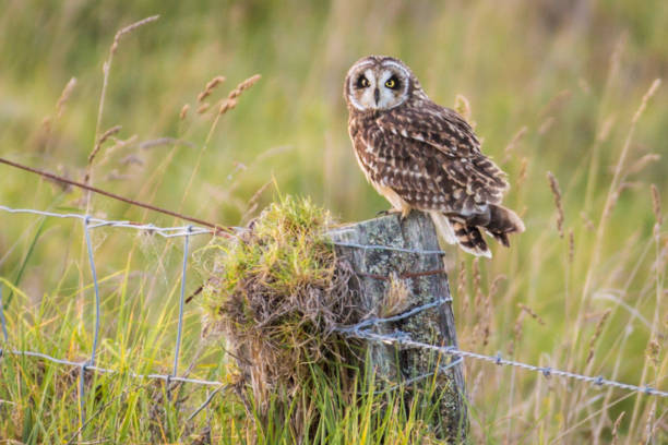 istock Hawaiian Short-Ear Owl (aka Pueo) 898449150
