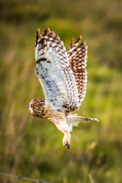 Hawaiian Short-Ear Owl (aka Pueo)