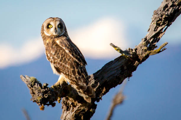 istock Hawaiian Short-Ear Owl (aka Pueo) 898449226