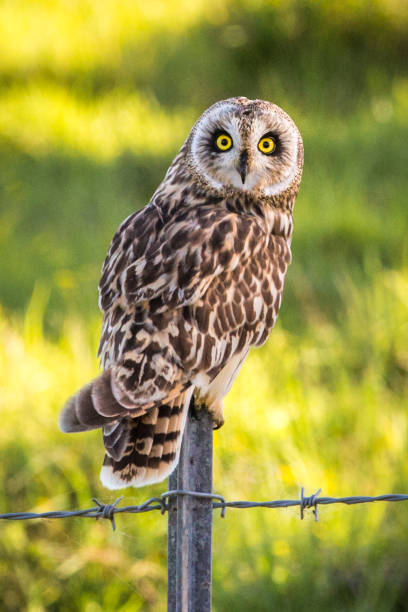 istock Hawaiian Short-Ear Owl (aka Pueo) 898449240
